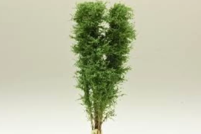 Polák 9522 Drzewo Wielopniowe - Brzoza Zielona 1 Polák 9522 Drzewo Wielopniowe - Brzoza Zielona