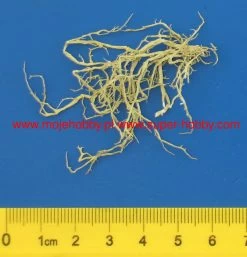 Model Scene VG3-029 Ivy -RemoteFun Toys Shop 40523 1 MOS VG3 029 2