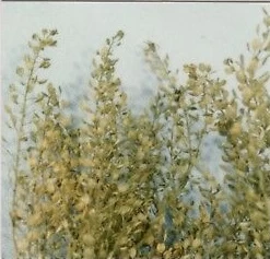 Peddinghaus-Decals 0068 Lepidium (Peppergrass)