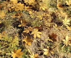 Model Scene L3-207 Dry Chestnut Leaves